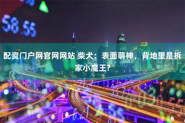 配资门户网官网网站 柴犬：表面萌神，背地里是拆家小魔王?
